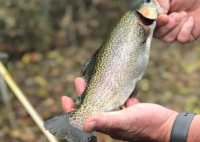 Trout Fishing in the Smokies